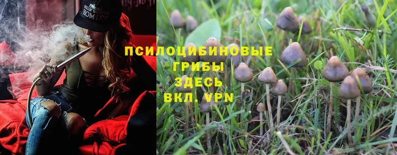 Псилоцибиновые грибы Psilocybe  Кемерово 